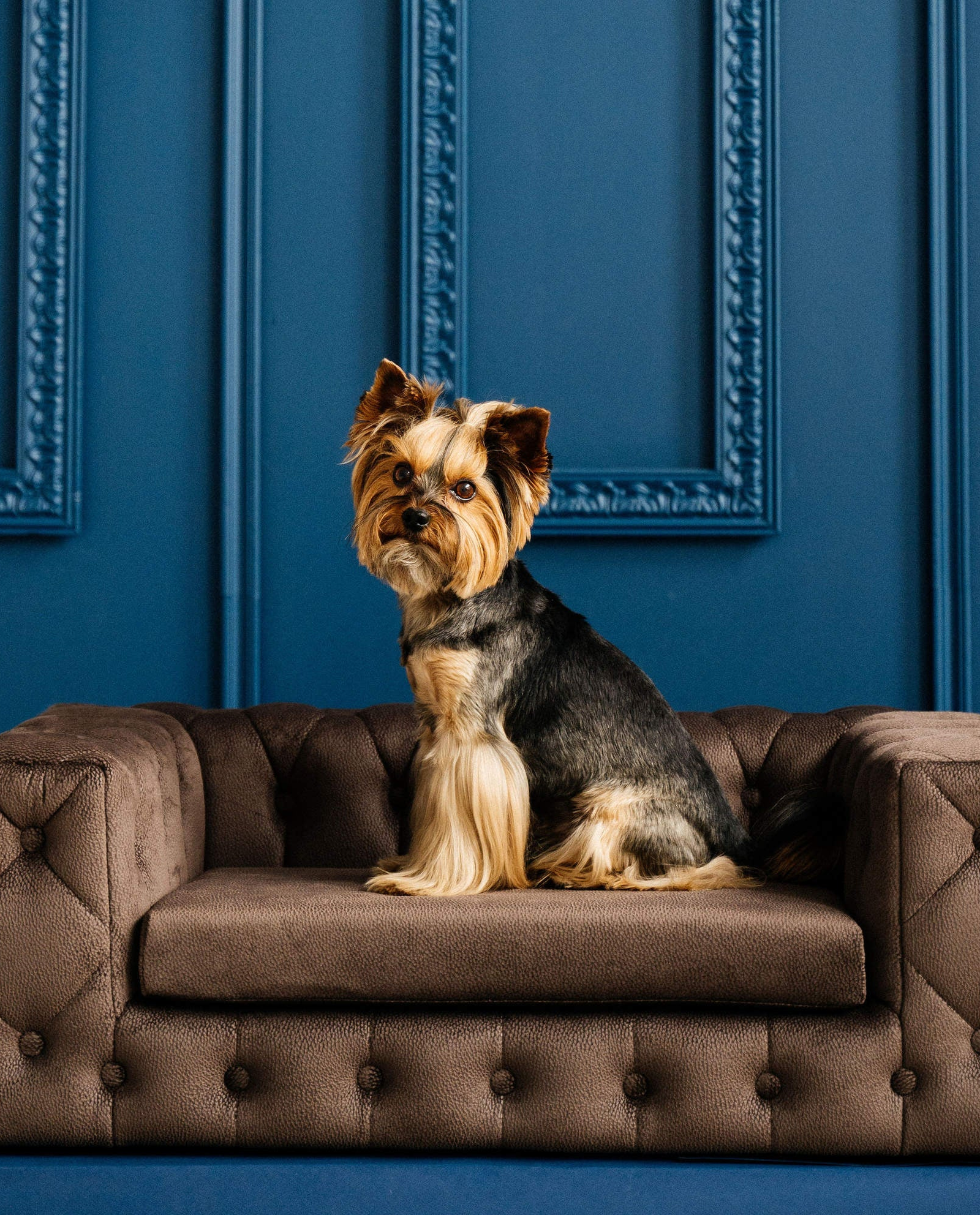 Brązowa sofa dla psa Royal - Image #1
