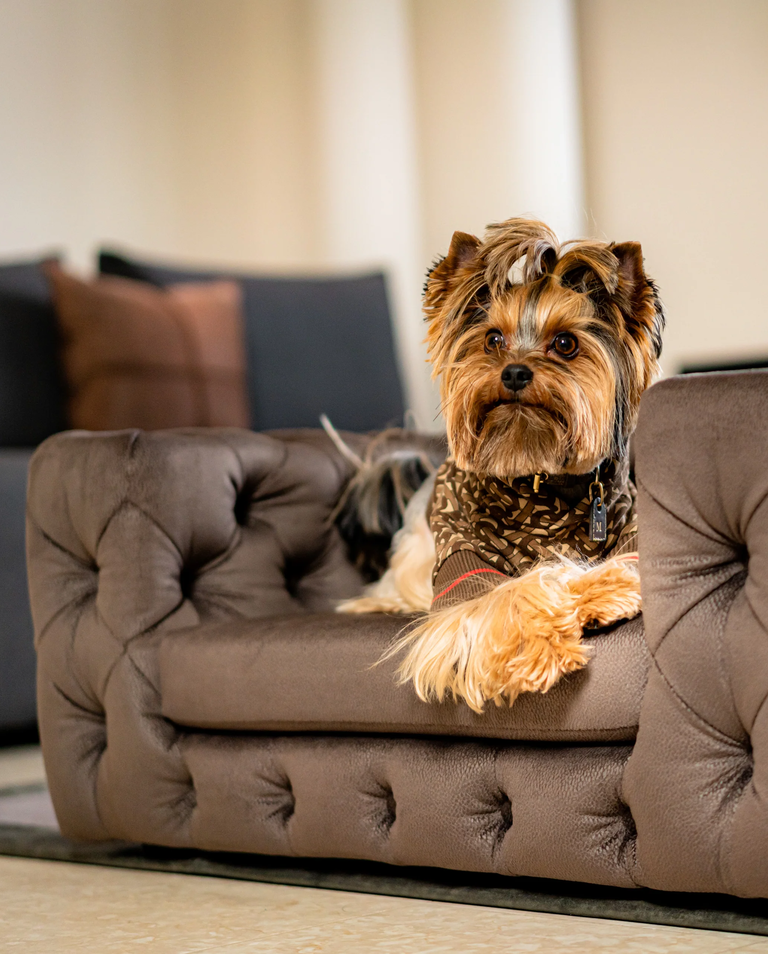 Brązowa sofa dla psa Glamour